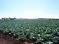 Cabbage field, 2006