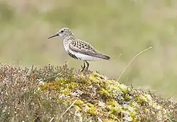 C.a. schinzii, Mellon Udrigle, Scotland