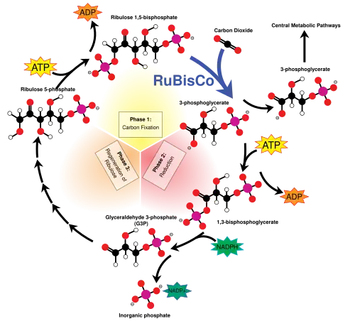 The Calvin cycle (Interactive diagram) The Calvin cycle incorporates carbon dioxide into sugar molecules.