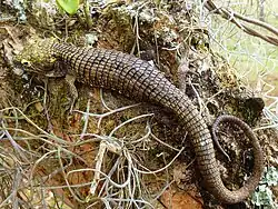 Photograph of the lizard in the wild