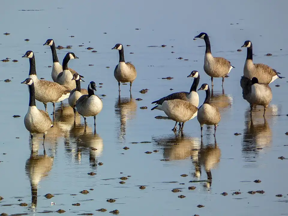 Canada geese at Musselburgh