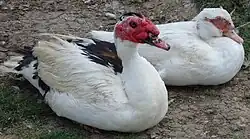 Muscovy ducks produce a richly-flavoured meat, and are kept as pets.