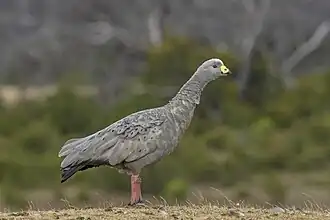 Adult, Kangaroo Island