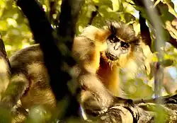 A capped langur in Manas National Park