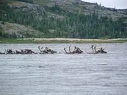 A herd of Cariboo crossing a remote river.