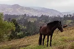 Horse grazing in Ñangalí hamlet