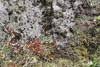 Cassiope lycopodioides in habitat, with Schizocodon soldanelloides var. soldanelloides f. alpinus in the bottom left corner. Mount Yake, Hida Mountains, Takayama, Gifu Prefecture, Japan