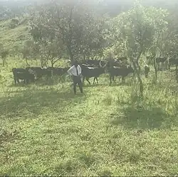 Cattle grazing in Kamwenge district, Western Uganda.
