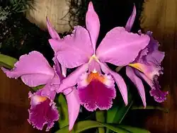 Corsage Orchid - Cattleya labiata