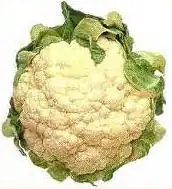 Image 34Cauliflower – Brassica oleracea var. botrytis (from Evolutionary history of plants)