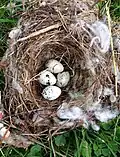 Cedar waxwing nest and eggs