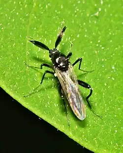 Ceratopogonid male