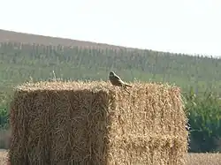 Straw bales are improvised perches for raptors.
