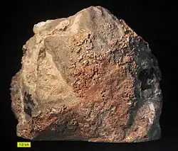 Fossil chaetetid from the Bird Spring Formation (Upper Carboniferous) of southern Nevada.