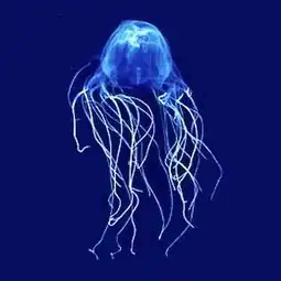 The sea wasp is the most lethal jellyfish in the world.[238]