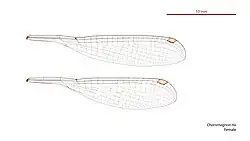 Female Chorismagrion risi wings