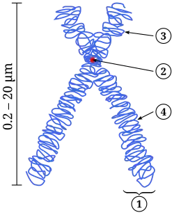 Simplified model of chromosome structure.