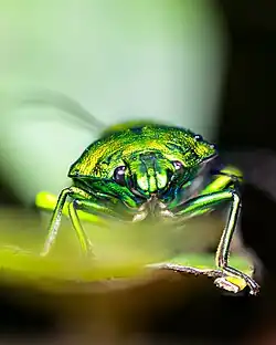 Jewel bug in Mumbai
