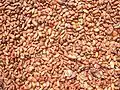 Chuao cocoa beans under the sun