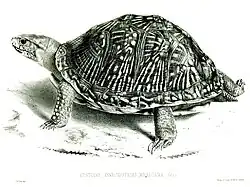 Illustration from Proceedings of the Zoological Society of London 1848-1849