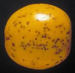 Citrus black spot on a Valencia orange