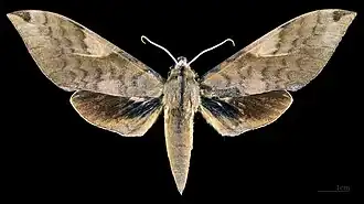 Male C. b. formosana