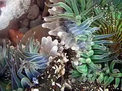 Sea anemones, Anthopleura sola engaged in a battle for territory