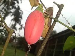 Ripe red ivy gourd fruit