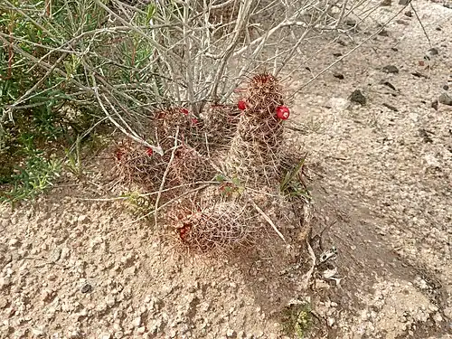 Plants fruiting in habitat in Arizona