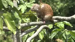 Brown and white porcupine