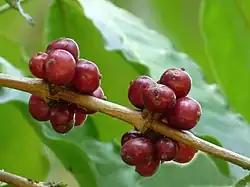 Ripe conilon coffee fruits