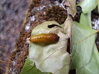 Pupa