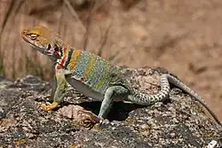 A gray lizard with brown and yellow-orange markings standing on a rock in bright sunshine.