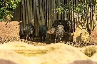 Collared peccary