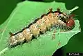 Larva