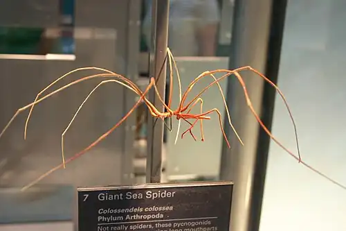 A Colossendeis colossea sea spider, displayed at the Smithsonian