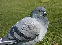 Specimen of a blue-feathered feral pigeon