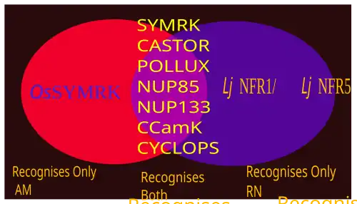 Some SYM genes respond to both RN and AM symbiosis. Some variants exclusively respond to any 1 type of the symbioses.