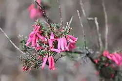 pink-flowered shrub