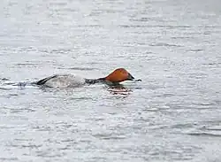 Common_Pochard_(Aythya_ferina)_(49049342462)