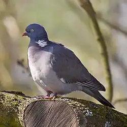 Wood pigeon.
