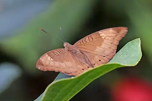 Female E. a. suddhodana Chitwan, Nepal