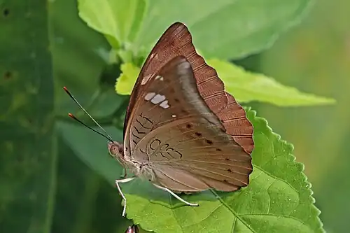 Female E. a. suddhodana Chitwan, Nepal