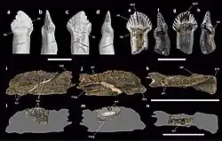 Teeth and dentary of Antarctopelta and Stegouros