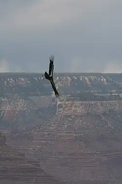 Condor flying alone in the Grand Canyon, Arizona