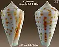 Conus flavescens Sowerby, G.B. I, 1834