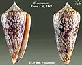 Conus neptunus Reeve, L.A., 1843