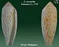 Conus nussatella Linnaeus, C., 1758