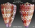 Conus tessulatus Born, I. von, 1778