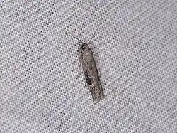 A brown, elongated moth on a gray background